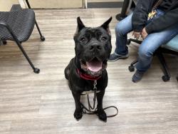 Shelter Stray Male Dog last seen Near Vista Way, Oceanside, CA, 92054, Oceanside, CA 92058, USA