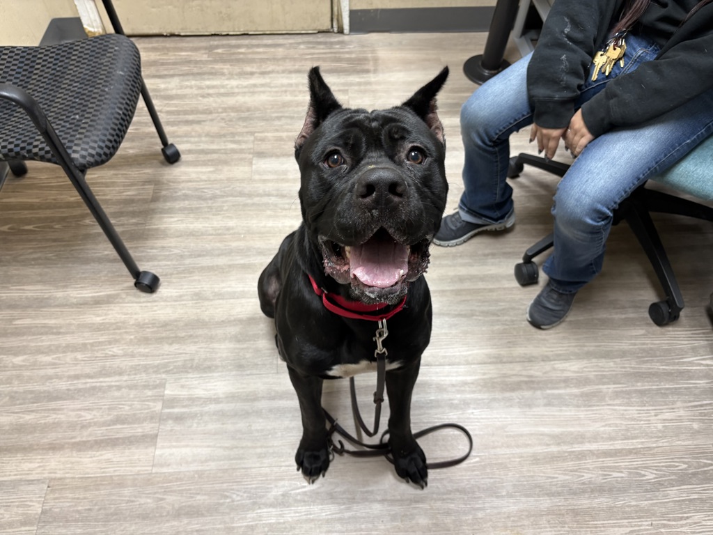 Shelter Stray Male Dog last seen Near Vista Way, Oceanside, CA, 92054, Oceanside, CA 92058, USA