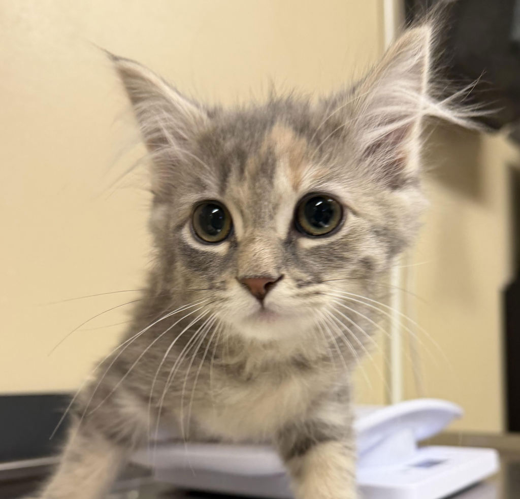 Shelter Stray Female Cat last seen Adoption Return, PORTLAND, OR, 97266, 1700 W Historic Columbia River Hwy, Troutdale, OR 97060, USA