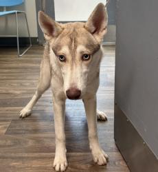 Shelter Stray Female Dog last seen Linda Vista Trolley Stop, San Diego, CA, 92110, 5500 Gaines St, San Diego, CA 92110, USA