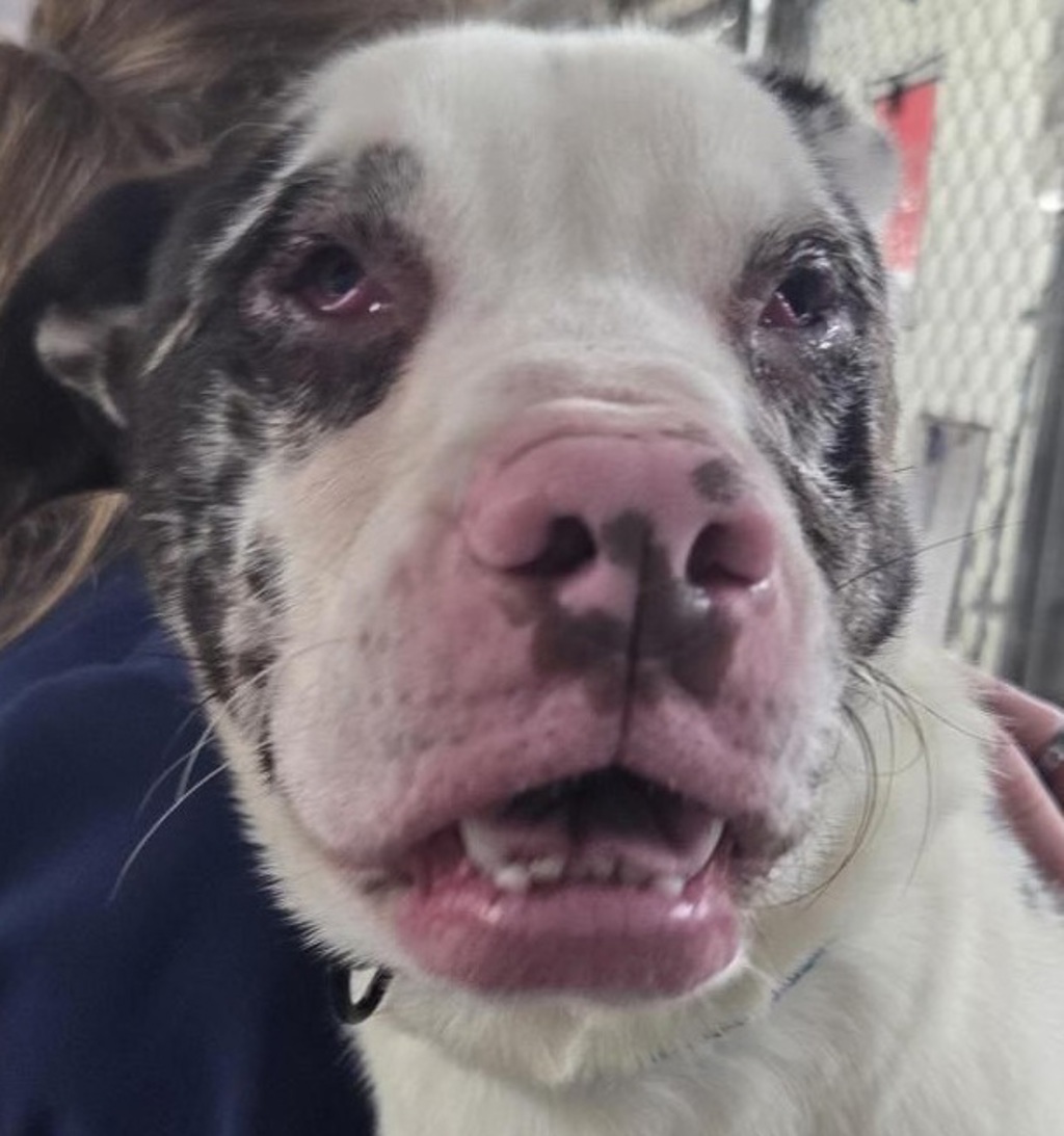 Shelter Stray Male Dog last seen Fishers Lane & 1St Ave NW, KELSO, WA, 98626, 909 Columbia Blvd, Longview, WA 98632, USA