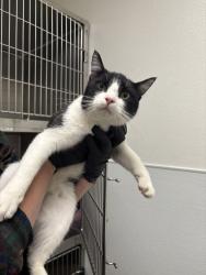 Shelter Stray Male Cat last seen Near Chico Way NW, Bremerton, WA, 98312, 9167 Dickey Rd NW, Silverdale, WA 98383, USA