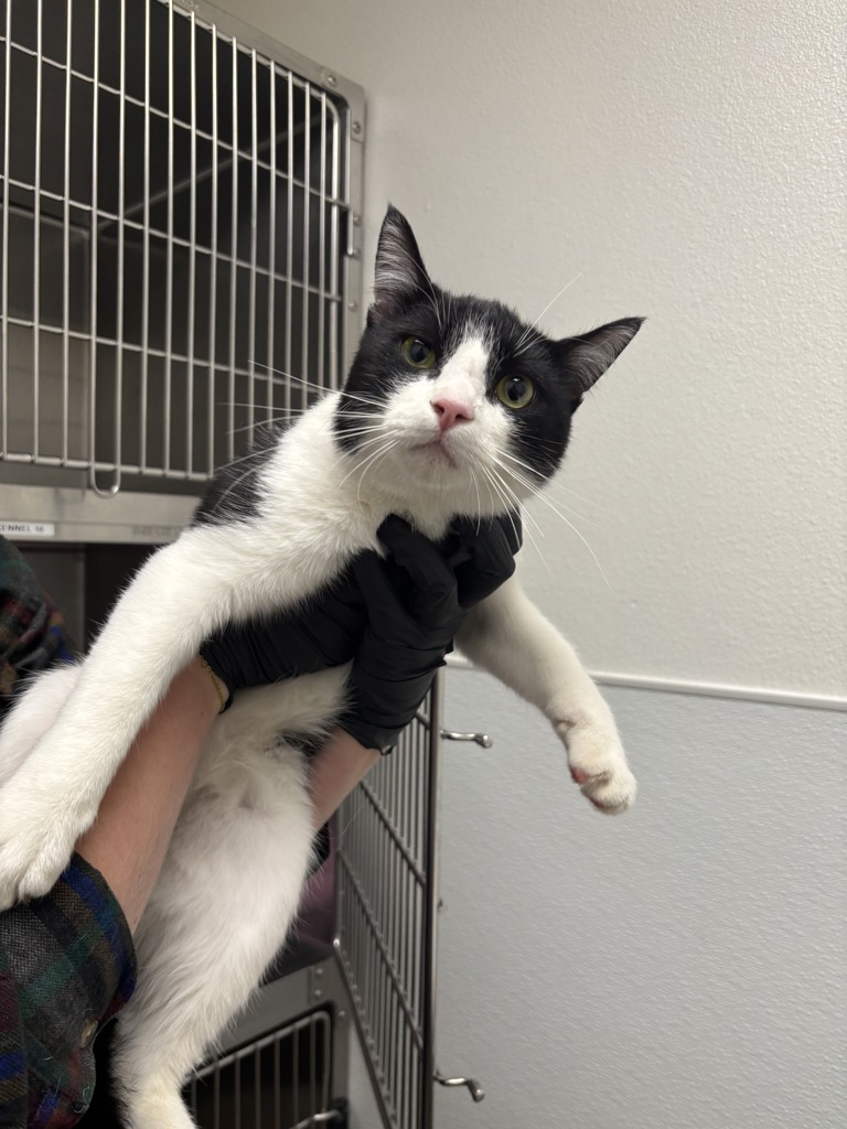 Shelter Stray Male Cat last seen Near Chico Way NW, Bremerton, WA, 98312, 9167 Dickey Rd NW, Silverdale, WA 98383, USA