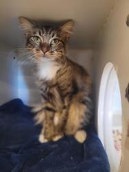 Shelter Stray Female Cat last seen Sunset Lane, San Diego, CA, 92173, 5500 Gaines St, San Diego, CA 92110, USA