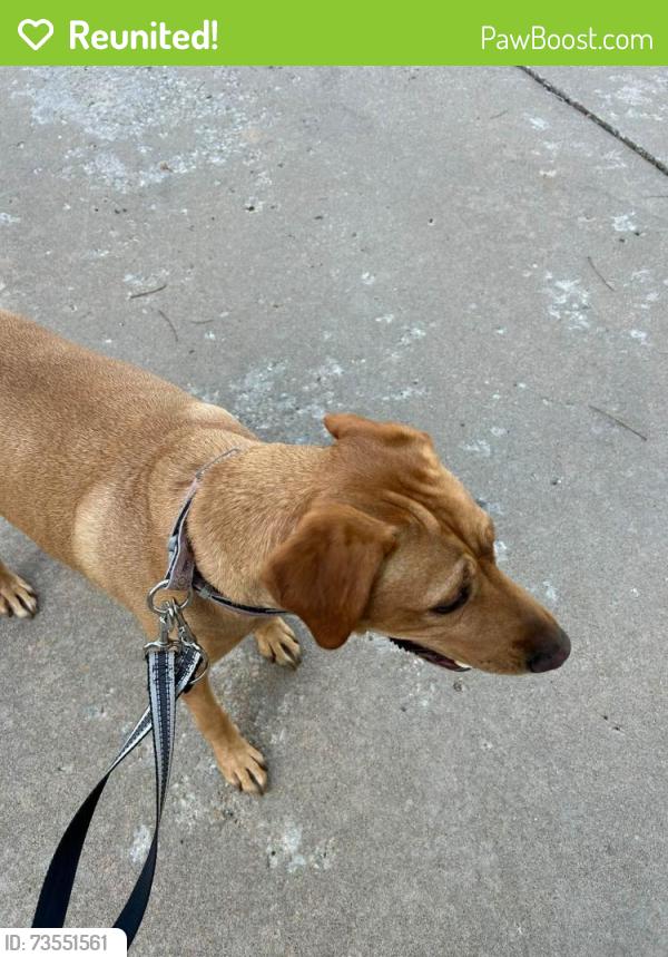 Reunited Female Dog last seen 111th and Elm, Broken Arrow, OK 74011