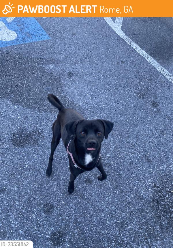 Found/Stray Male Dog last seen Shorter Ave by the Dunkin, Rome, GA 30165