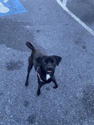 Found/Stray Male Dog last seen Shorter Ave by the Dunkin, Rome, GA 30165