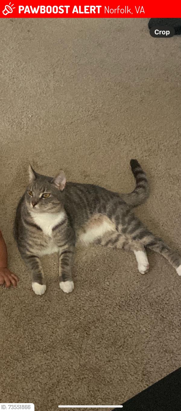 Lost Male Cat last seen 37st by colonial, Norfolk, VA 23508