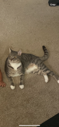 Lost Male Cat last seen 37st by colonial, Norfolk, VA 23508