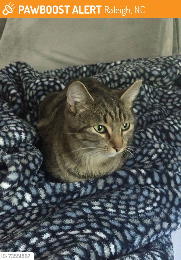 Found/Stray Female Cat last seen Hillsborough Street, Raleigh, NC 27607