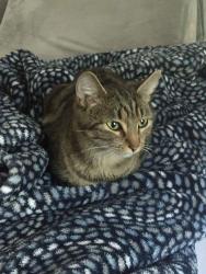Found/Stray Female Cat last seen Hillsborough Street, Raleigh, NC 27607