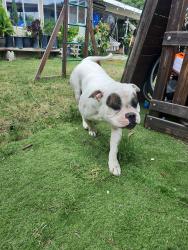 Lost Male Dog last seen Fillmore ave ., Rialto, CA 92376