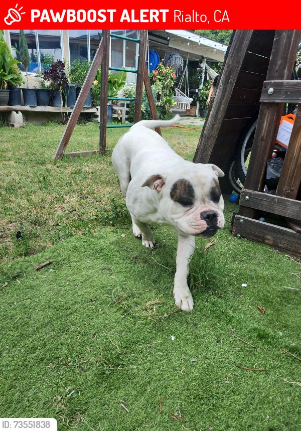 Lost Male Dog last seen Fillmore ave ., Rialto, CA 92376