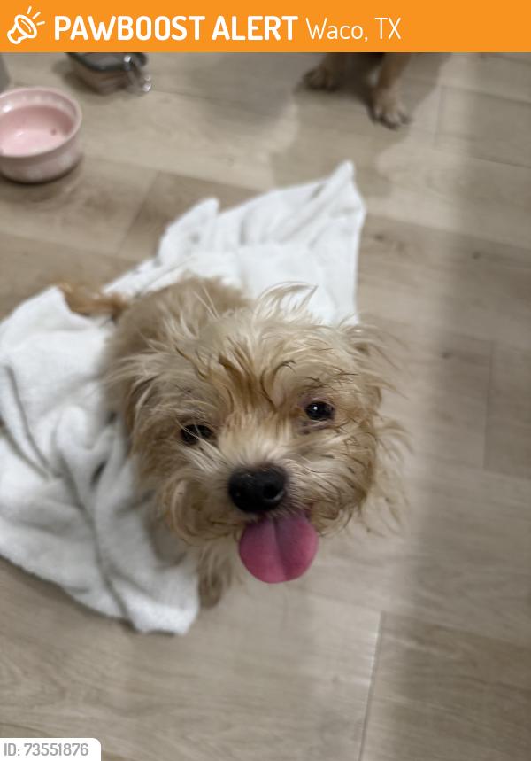 Found/Stray Female Dog last seen Mr snow area, Waco, TX 76711