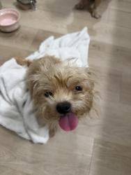Found/Stray Female Dog last seen Mr snow area, Waco, TX 76711