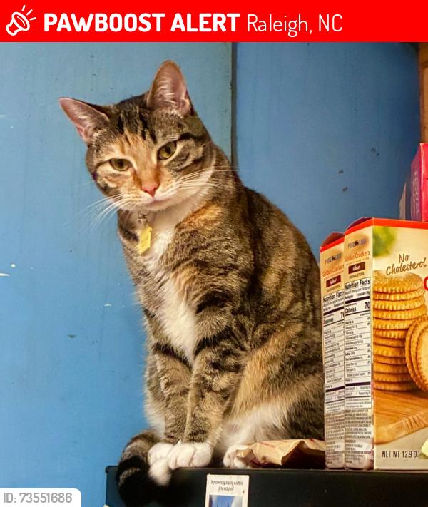 Lost Female Cat last seen Near Crabapple Lane near Ridge Road and Whole Foods, Raleigh, NC 27607