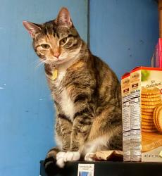 Lost Female Cat last seen Near Crabapple Lane near Ridge Road and Whole Foods, Raleigh, NC 27607