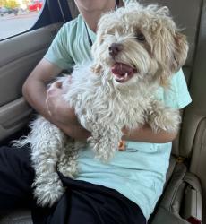 Found/Stray Male Dog last seen Baker Road, Baytown, TX 77521