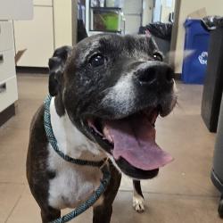 Shelter Stray Female Dog last seen , 11665 US-89, Flagstaff, AZ 86004, USA