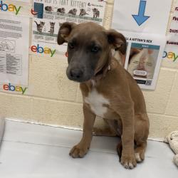Shelter Stray Female Dog last seen , 2350 Appling City Cove, Memphis, TN 38133, USA