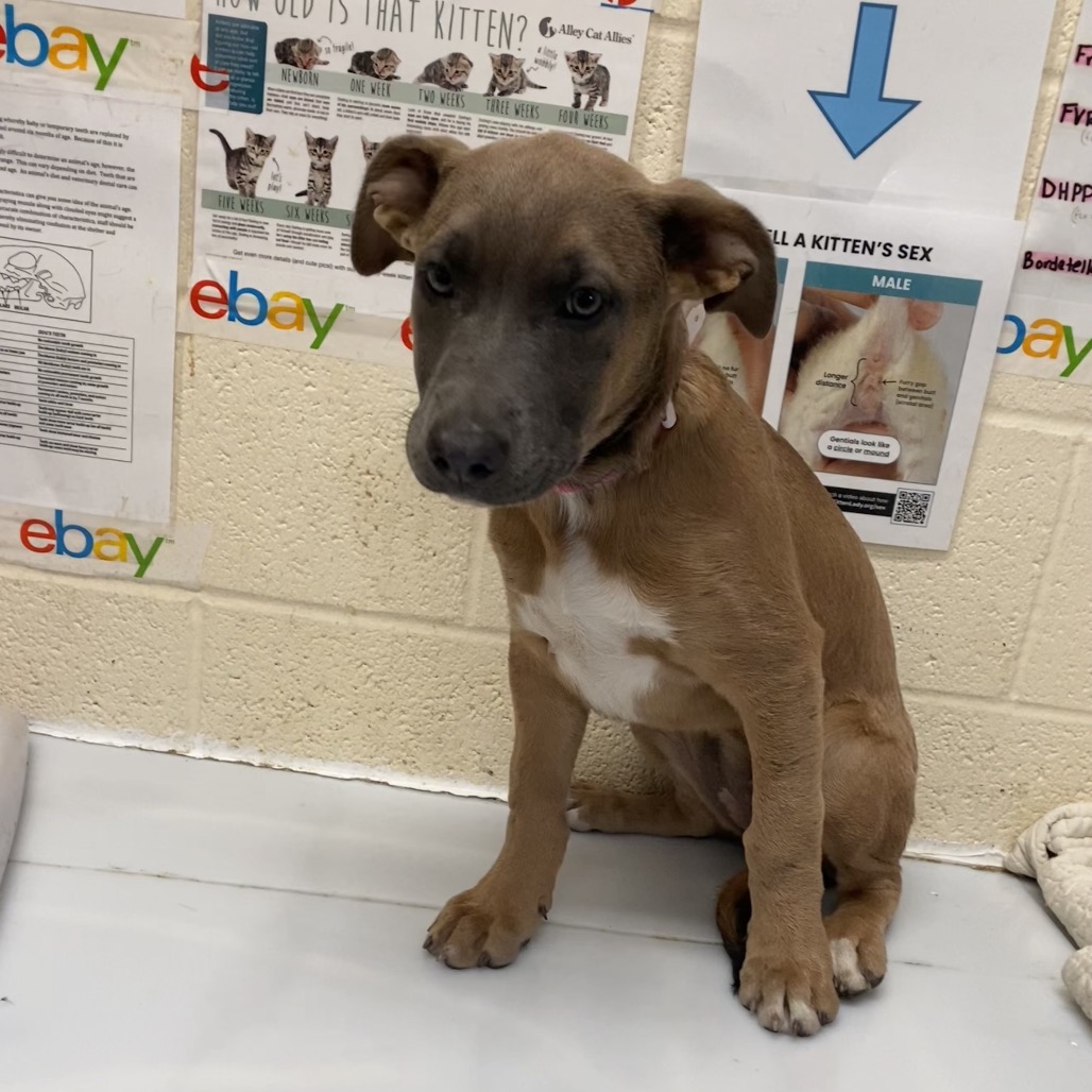Shelter Stray Female Dog last seen , 2350 Appling City Cove, Memphis, TN 38133, USA
