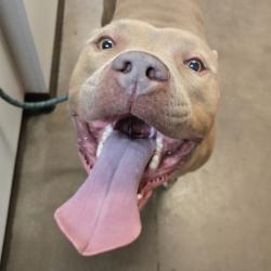 Shelter Stray Male Dog last seen , 11665 US-89, Flagstaff, AZ 86004, USA