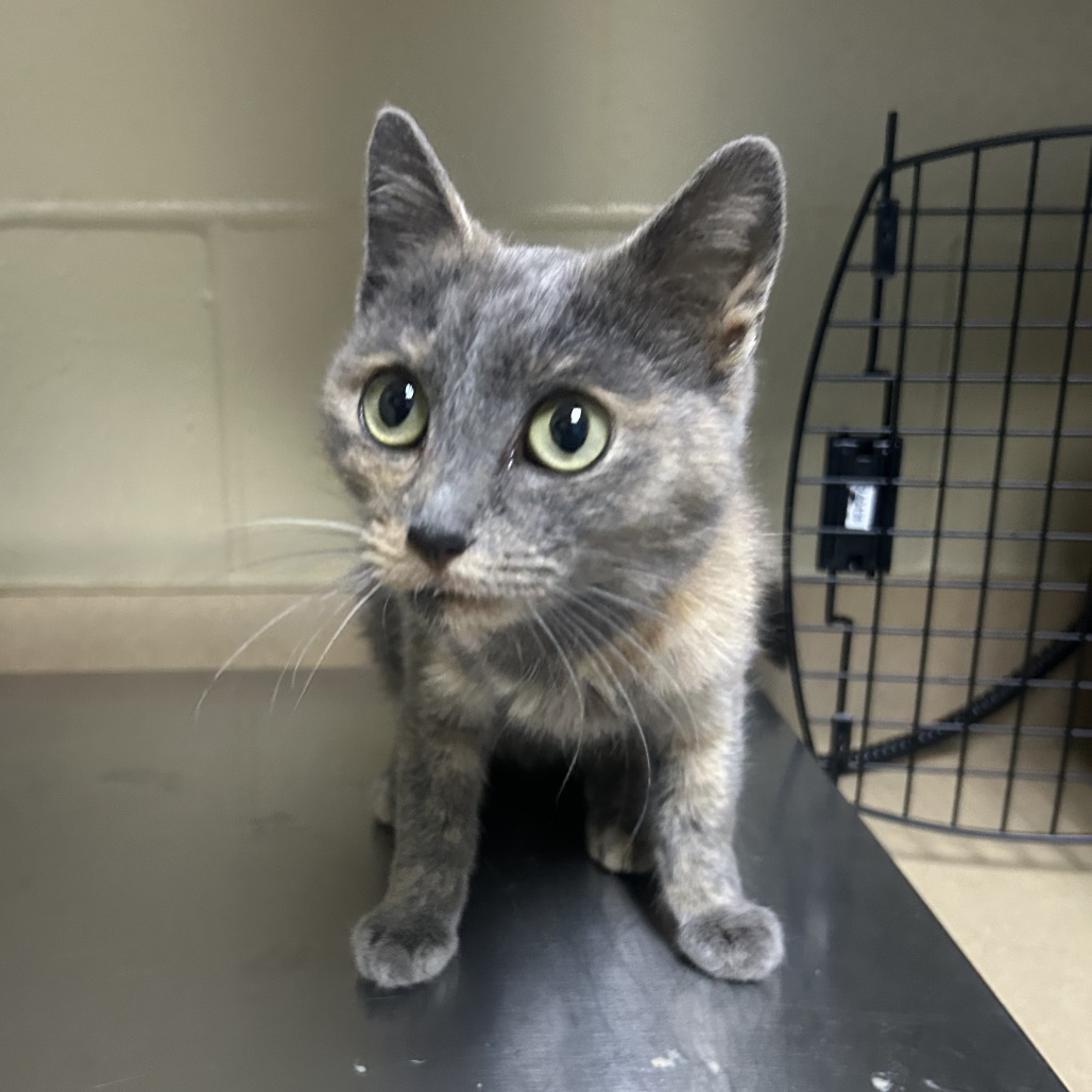 Shelter Stray Female Cat last seen , 800 Southwest Dr, Cheyenne, WY 82007, USA