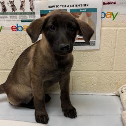 Shelter Stray Female Dog last seen , 2350 Appling City Cove, Memphis, TN 38133, USA