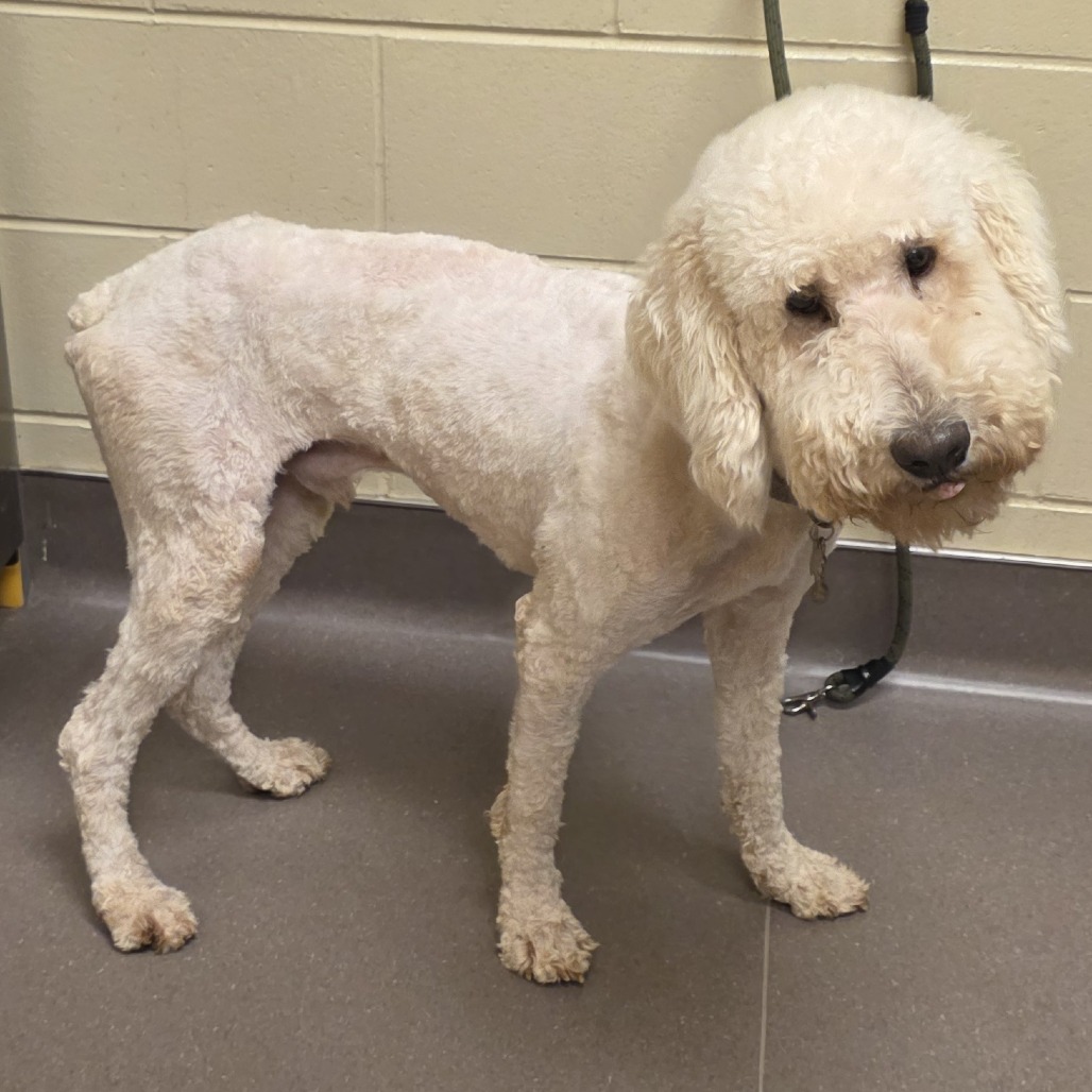 Shelter Stray Male Dog last seen , 3428 S Jenkins Ave, Norman, OK 73072, USA