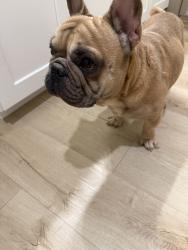Found/Stray Male Dog last seen Mr Snow snowcone, Waco, TX 76711