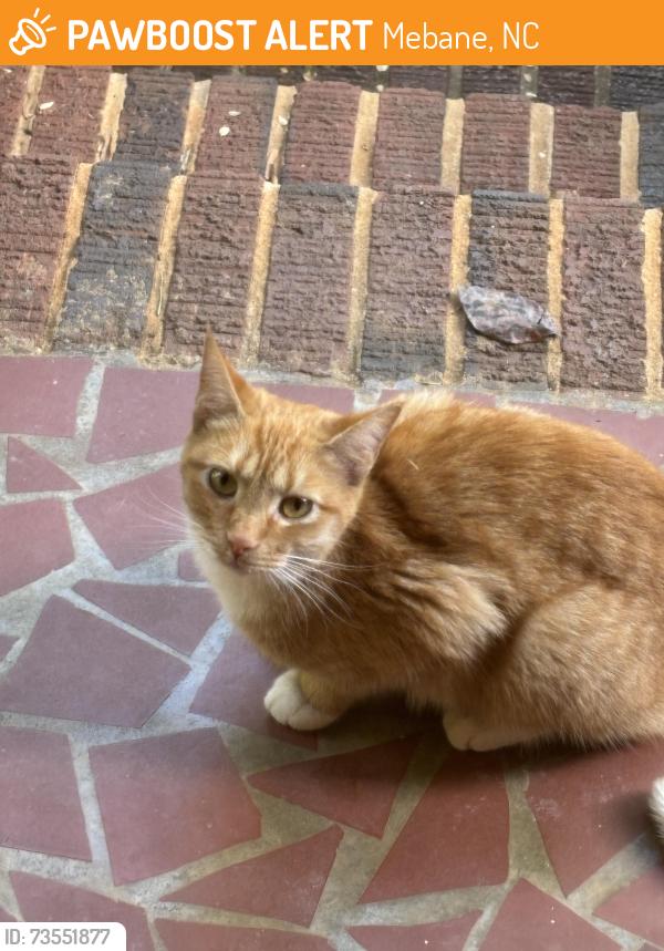Found/Stray Unknown Cat last seen S 7th Street & Circle Drive, Mebane, NC 27302