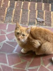 Found/Stray Unknown Cat last seen S 7th Street & Circle Drive, Mebane, NC 27302