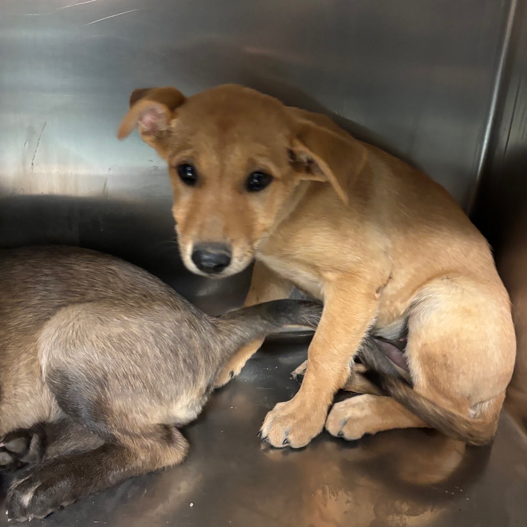 Shelter Stray Female Dog last seen , 2350 Appling City Cove, Memphis, TN 38133, USA