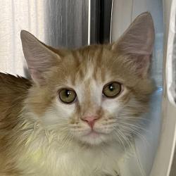 Shelter Stray Male Cat last seen , 4575 E Mesquite Ave, Palm Springs, CA 92264, USA