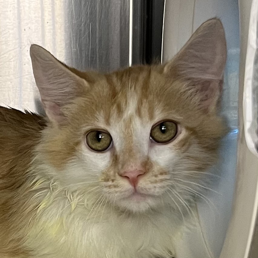 Shelter Stray Male Cat last seen , 4575 E Mesquite Ave, Palm Springs, CA 92264, USA