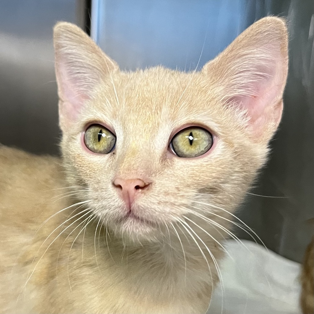 Shelter Stray Female Cat last seen , 4575 E Mesquite Ave, Palm Springs, CA 92264, USA