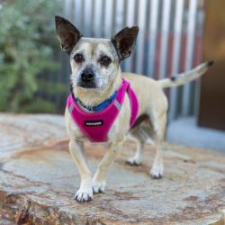 Shelter Stray Male Dog last seen , 4575 E Mesquite Ave, Palm Springs, CA 92264, USA
