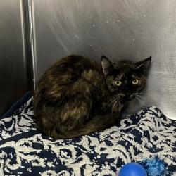 Shelter Stray Female Cat last seen , 4575 E Mesquite Ave, Palm Springs, CA 92264, USA