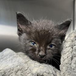 Shelter Stray Female Cat last seen , 4575 E Mesquite Ave, Palm Springs, CA 92264, USA