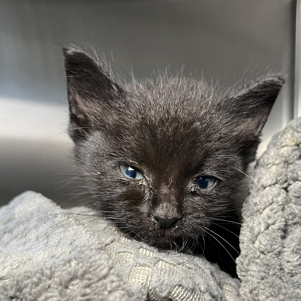 Shelter Stray Female Cat last seen , 4575 E Mesquite Ave, Palm Springs, CA 92264, USA