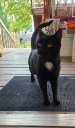 Found/Stray Unknown Cat last seen East 6th St and Van Eps, Sioux Falls, SD 57103