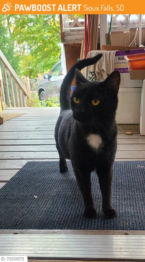 Found/Stray Unknown Cat last seen East 6th St and Van Eps, Sioux Falls, SD 57103