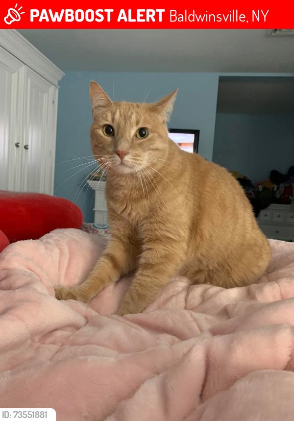 Lost Male Cat last seen Route 48 baldwinsville ny 13027, Baldwinsville, NY 13027