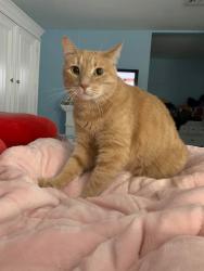 Lost Male Cat last seen Route 48 baldwinsville ny 13027, Baldwinsville, NY 13027