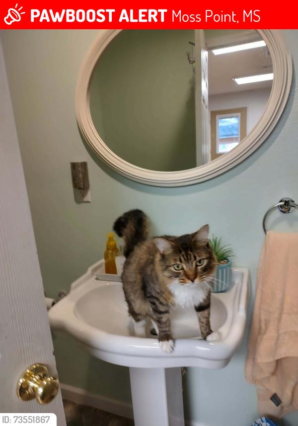 Lost Male Cat last seen Mabry's grocery store on hwy 623, Moss Point, MS 39562