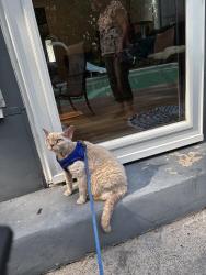 Reunited Female Cat last seen Colony Park Dr, Buckley Rd, Liverpool, NY 13088