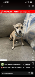 Lost Female Dog last seen Walnut/Alto, Las Vegas, NV 89115