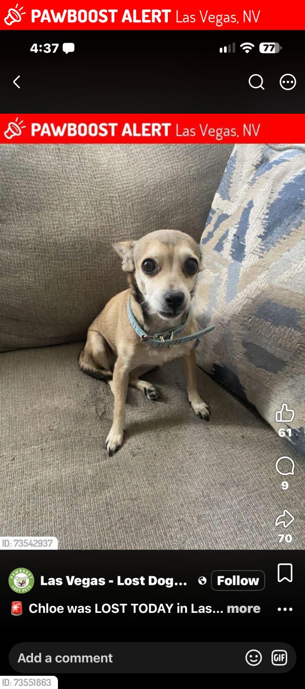 Lost Female Dog last seen Walnut/Alto, Las Vegas, NV 89115
