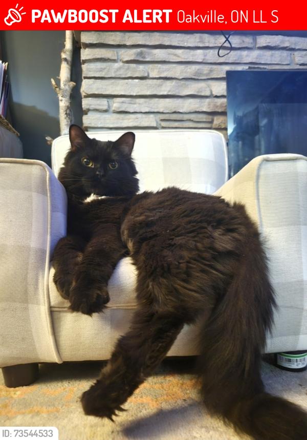 Lost Male Cat last seen Lakeshore and third line, Oakville, ON L6L 1S2