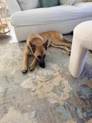 Found/Stray Male Dog last seen Cooks Lane/ Division/ Green Oaks, Fort Worth, TX 75062
